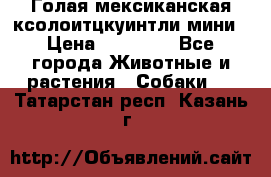 Голая мексиканская ксолоитцкуинтли мини › Цена ­ 20 000 - Все города Животные и растения » Собаки   . Татарстан респ.,Казань г.